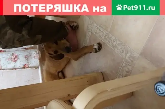 Пропала собака Габи в деревне Андрейково