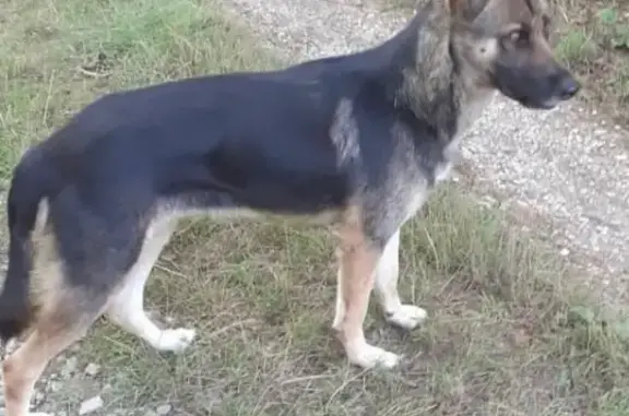Найдена молодая собака в Энеме, Республика Адыгея