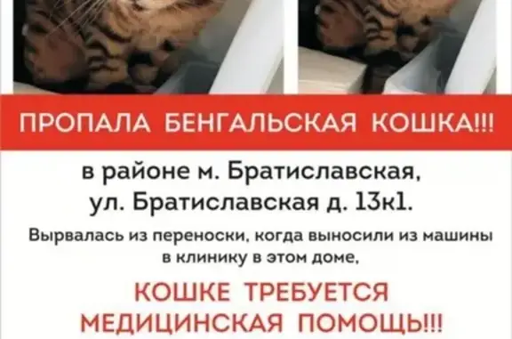 Пропала кошка возле ветклиники на Братиславской, 13 к 1 (Москва)