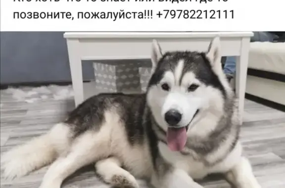 Пропала собака Хаски на ул. Димитрова 17, Крым