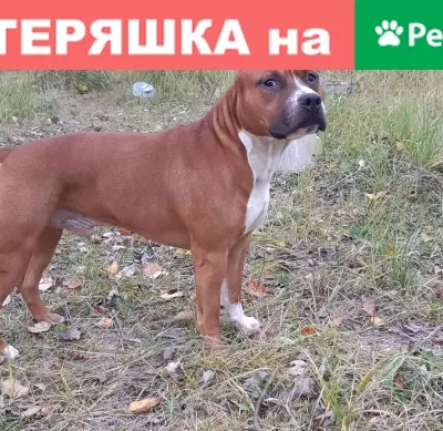 Пропал пёс Брюс в Яхроме, Московская обл.
