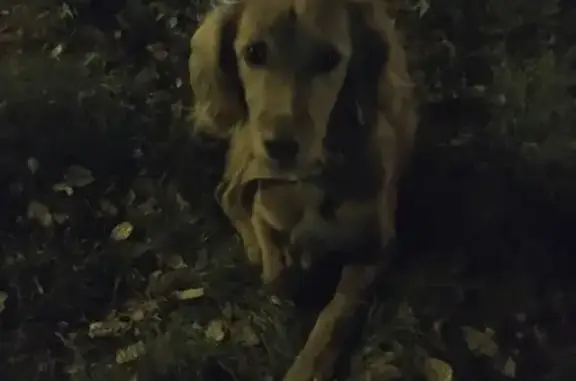 Собака найдена в советском районе, Брянск