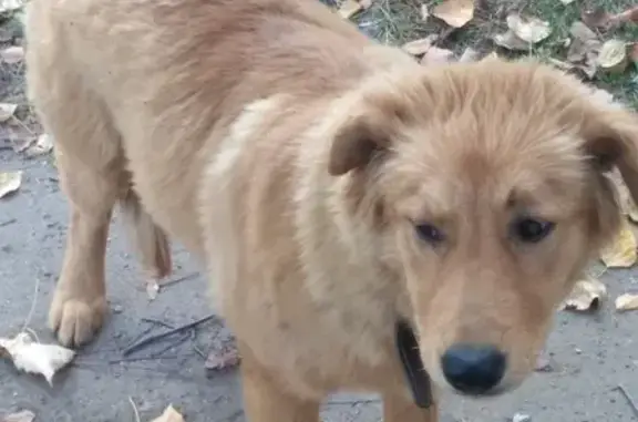 Найдена собака на Сернурском тракте 5