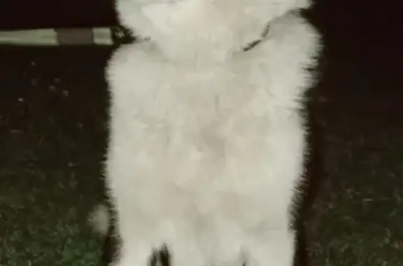 Найдена черно-белая собака возле д.77 на Большой Академической (Коптево)