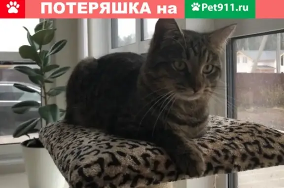Пропала кошка Мурзик на Черноморском бульваре в Москве.
