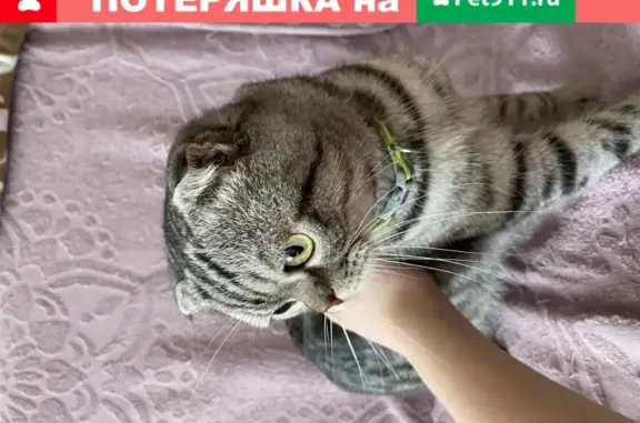 Найден котик на пр. Кирова, Симферополь