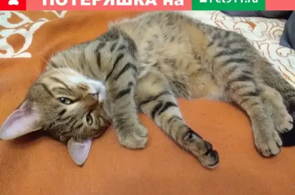 Найдена кошка на Садовнической улице