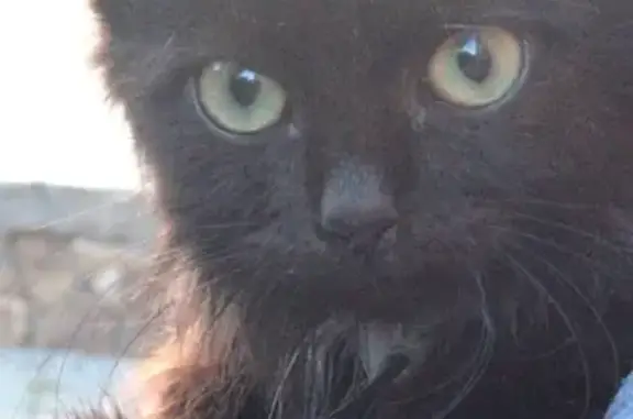 Найден котенок Марс, ищет дом в Оренбурге