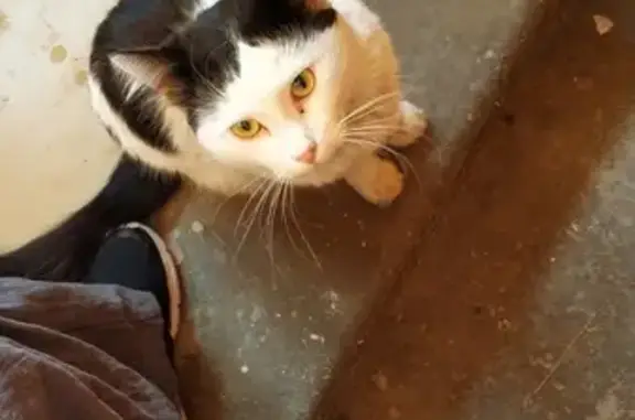 Найдена домашняя черно-белая кошка в Москве
