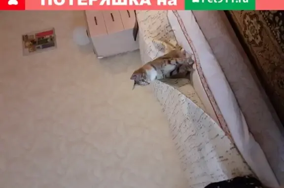 Пропала кошка Лисенок на ул. Юлиуса Фучика