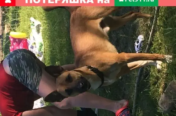 Собаки потеряшки, Ангарск, фото: Потеряшка собака Гром в 88 квартале, Ангарск