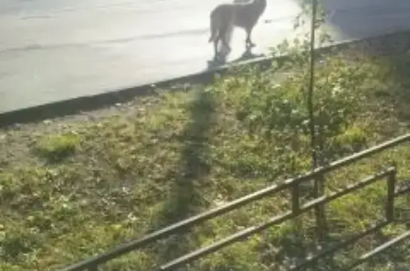 Найдена собака на Большой Переяславской, Москва