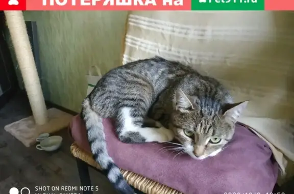 Найден кот возрастом до года возле кинотеатра Байкал в Москве