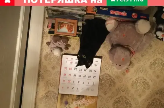 Найдена кошка на 2-ом Муринском, СПб.
