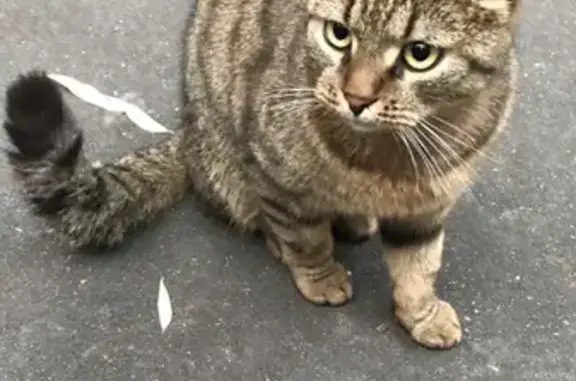 Найден домашний кот-потеряшка на улице Гвардейской, д. 11
