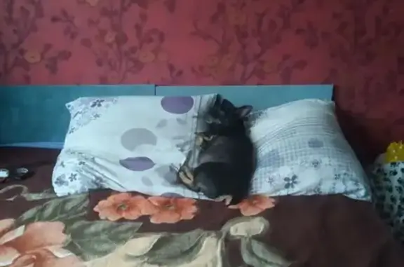 Потерянные животные Томск, фото: Пропала собака Гарик, район Первые Мичуринские, Томск