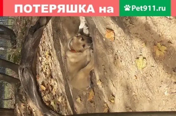 Собака найдена на Липецкой улице, Москва