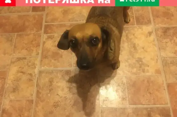 Найдена собака в Тарычево