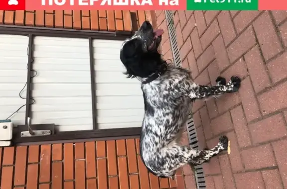 Собака найдена у магазина Лента в Домодедово