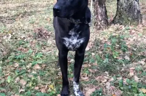 Найдена собака в Раменском районе, село Новое