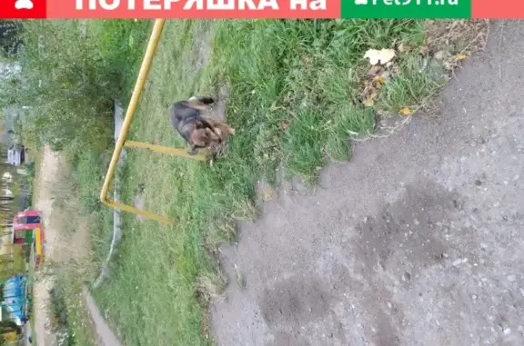 Найдена ласковая собака на Волгоградской, 34