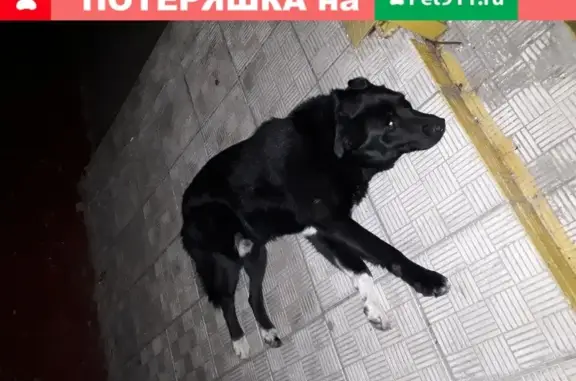 Найдена собака в районе Теплый стан, МКАД, 42-й км