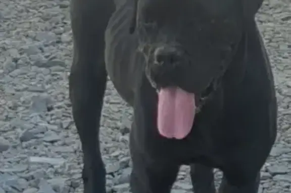Пропала собака породы Кане Корсо в Ростове-на-Дону