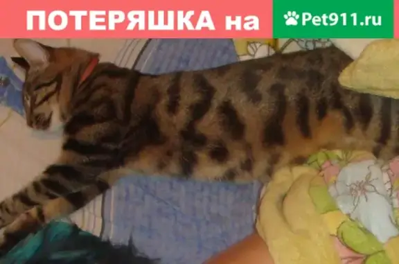 Пропала кошка в Симферополе на улице 1-й Конной Армии