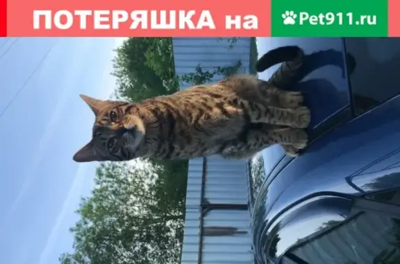 Пропал крупный кот породы Бенгал по адресу Кутузовское, Солнечногорск