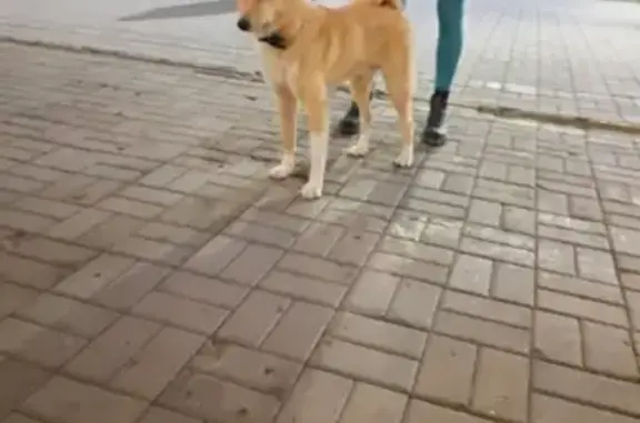Найдена собака без ошейника на пр. Революции, срочно