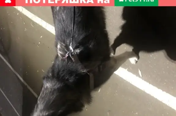 Найдена игривая собака в Ярославле, микрорайон 4А
