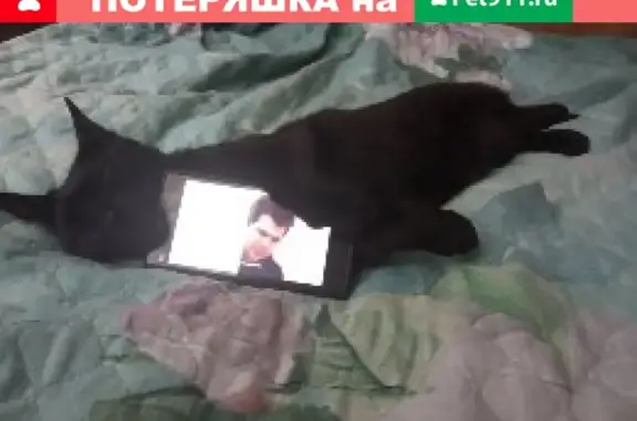 Пропала кошка Метис, черный, Москва, 2-я Владимирская улица, д 52 к2