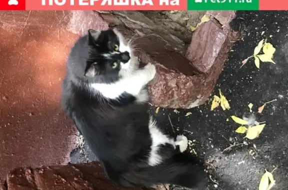 Найден кот на Хорошевском шоссе, 13к3
