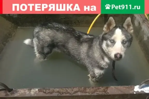 Пропала сибирская хаски в районе ЖК Губернский, Краснодар, ул. Оренбургская, 39