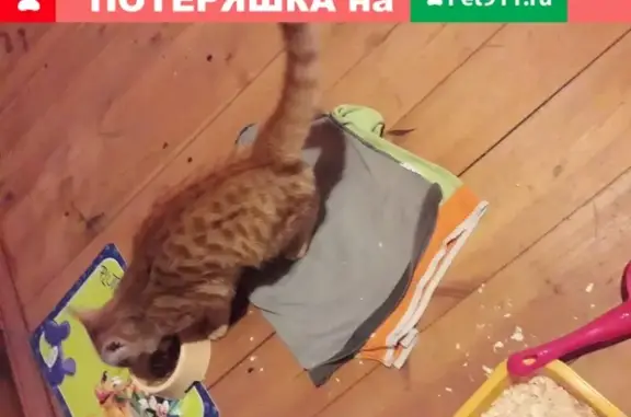 Молодой ручной кот найден в Москве, район Троицкого АО.