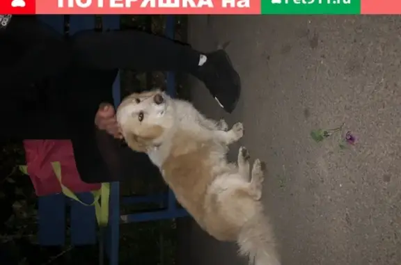 Найдена собака Мальчик на Чернышевского 10.