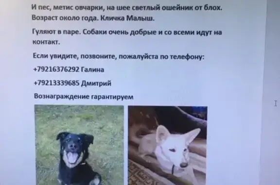 Пропали две собаки возле трассы Луга-Новгород, ищем в Новгородской области (адрес: 41К-674)