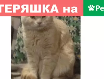 Пропал кот на даче в Оренбургском районе