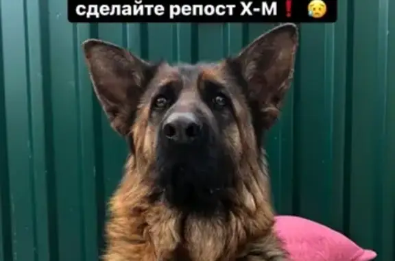 Пропала собака на Боровой улице, Ханты-Мансийск