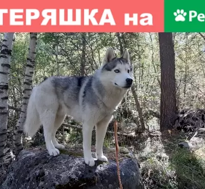 Собаки потеряшки, Тырныауз, фото: Потеряшка хаски в Терсколе, Кабардино-Балкарская респ.