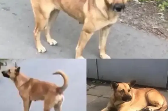 Собака найдена в Мамонтово, Московская область