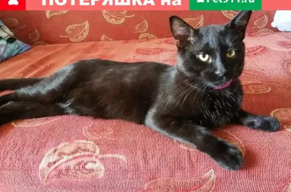 Пропал кот в Ивантеевке, помогите найти!