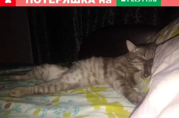 Пропала кошка, Войковская, Балтийская, Москва