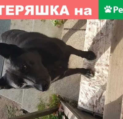 Найдена черная собака в Истре