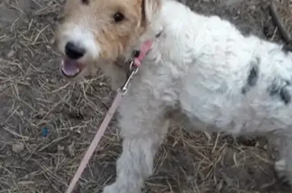 Собаки потеряшки, Липецк, фото: Потеряшка фокстерьер в Хлевенском районе, вознаграждение