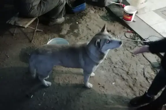 Собака Хаски-лайка найдена в Пензе, Бугровка.