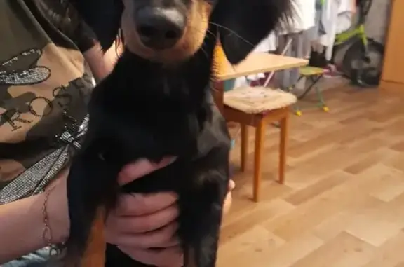 Собака Жужа найдена дома в Оренбурге!