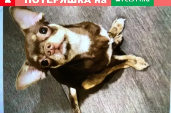 Пропала собака чихуахуа в Красногорске