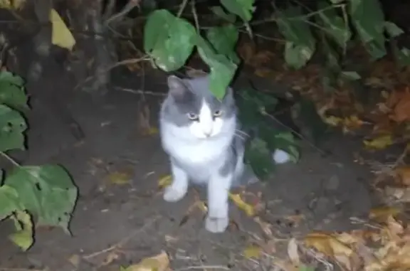 Найдена опрятная кошка на Ферганском проезде
