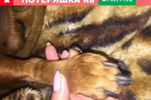 Найдена собака в Оренбургской области на трассе